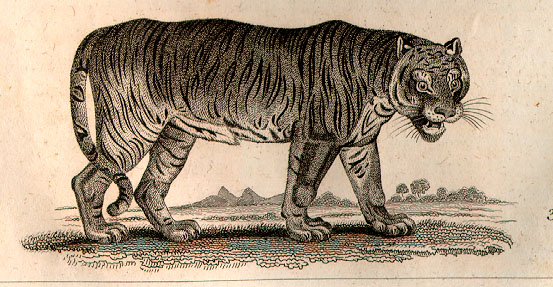 ‘The Tyger’ by William Blake: Poem and Analysis