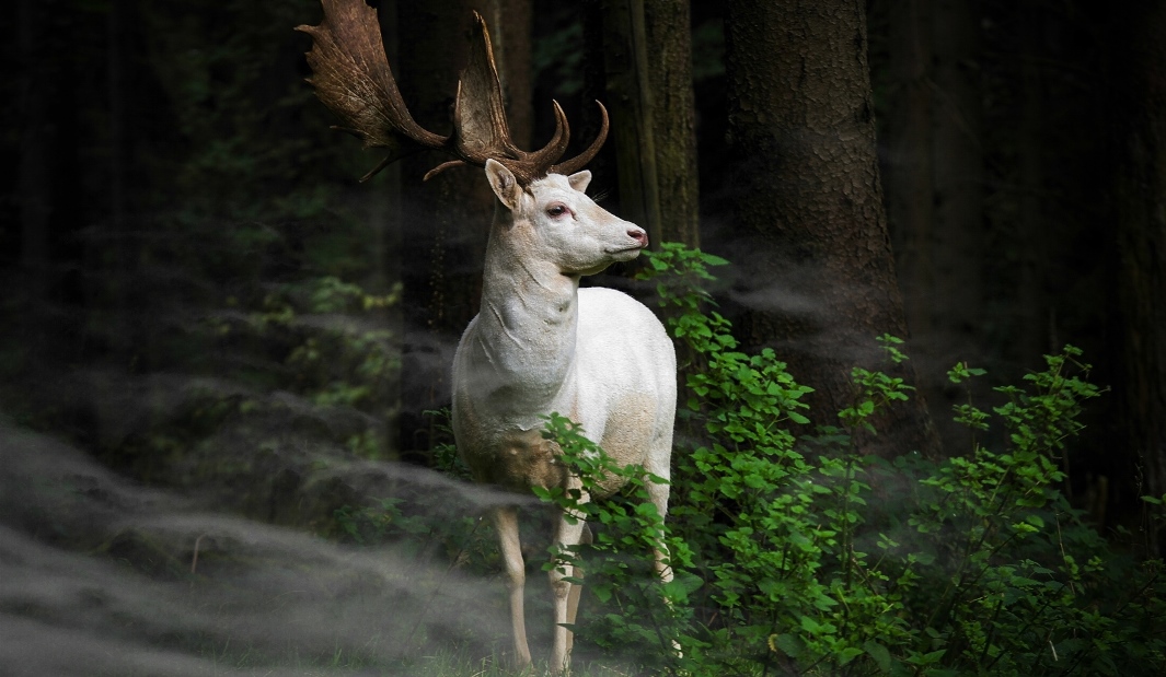 (c) Georg May, Germany, Entry, Nature and Wildlife Category, Open Competition, 2015 Sony World Photography Awards

IMAGE TITLE: Morning Hour. IMAGE DESCRIPTION: A white fallow deer standing in the morning mist an early morning in Eifel National Park, Germany. One hardly dares to move - can only look fascinated. IMAGE LOCATION: Germany
