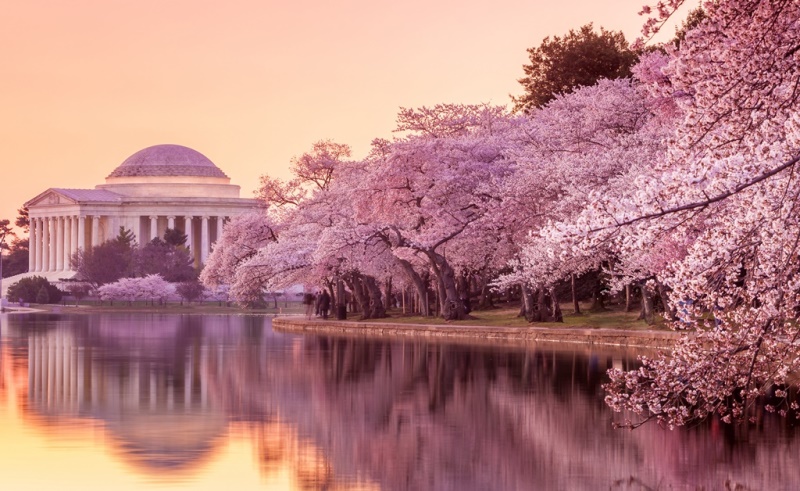 ‘April in Washington’ and Other Poetry by David Martin