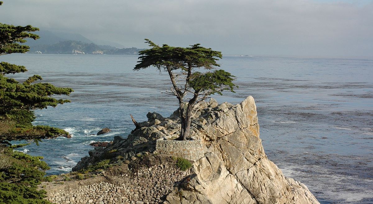 ‘Lone Cypress, Pebble Beach’ and Other Poetry by Alec Ream