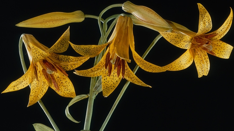 ‘Blaschka Glass’ and Other Poetry by Bruce Dale Wise