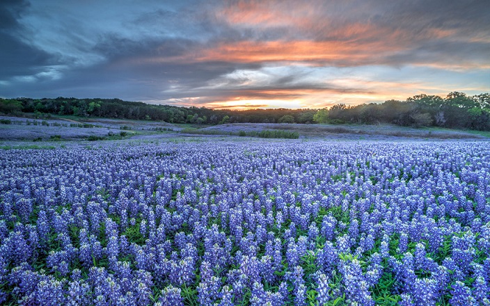 ‘The Bluebonnet Sonnet’ by Fr. Richard Libby