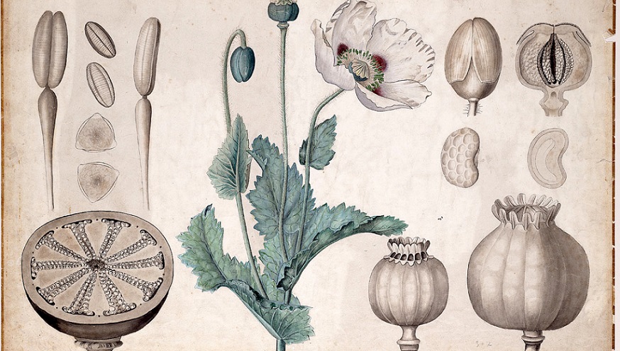 ‘Trope’ by C.B. Anderson