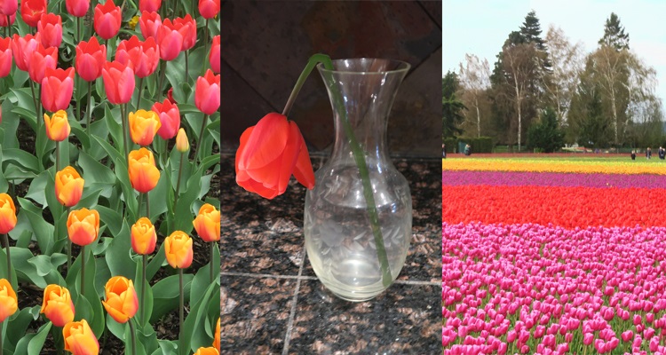 A Poem for Easter Sunday: ‘Tosspot Tulip’ by James A. Tweedie
