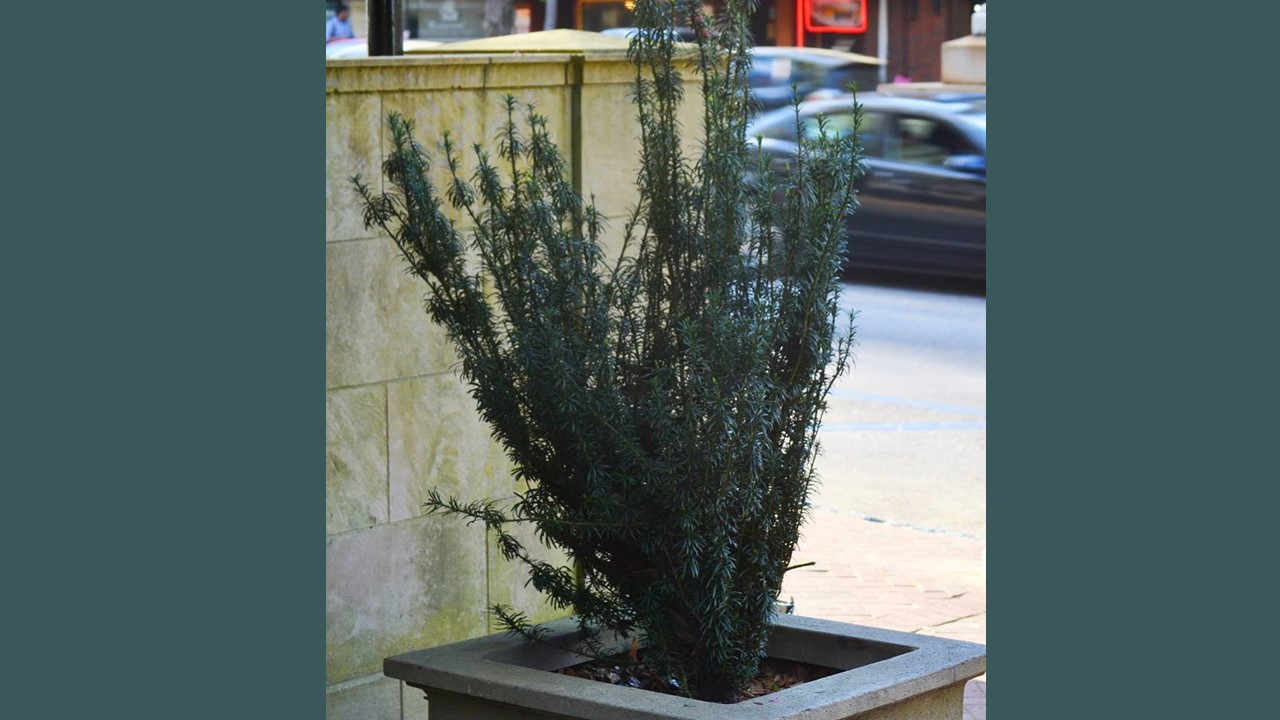 ‘Song of the Yew, at University of Georgia, Athens,’ and Other Poetry by Alec Ream