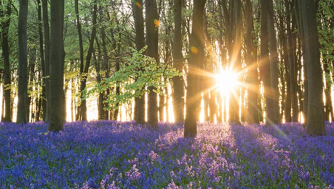 ‘An English Spring’ by Nathaniel Todd McKee