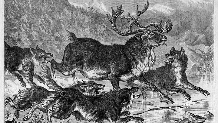 ‘The Reindeer’ and Other Poetry by Brian Yapko