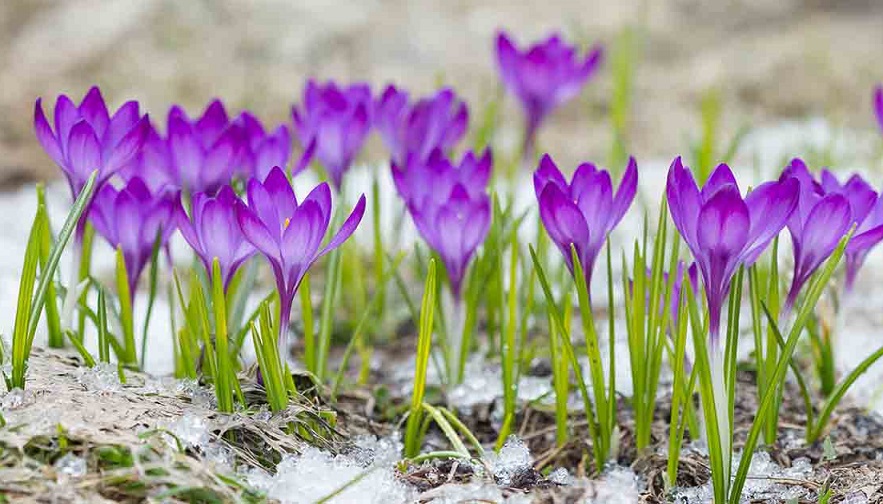 ‘Crocuses’ by Adam Sedia