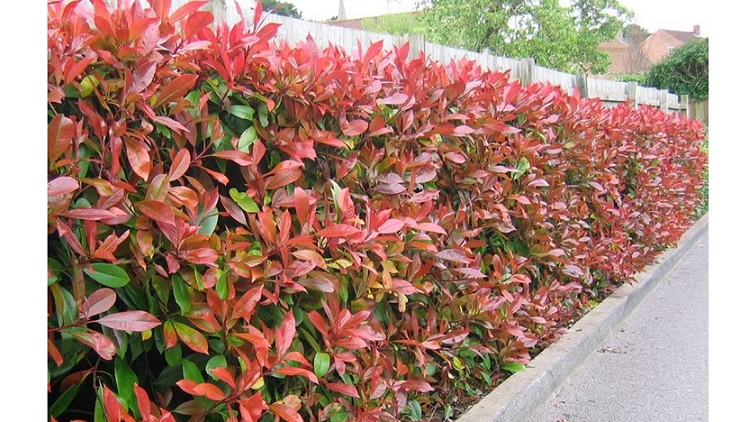 ‘Hedge Theory’ by David Watt