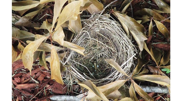 poem/raghunathan/beauty