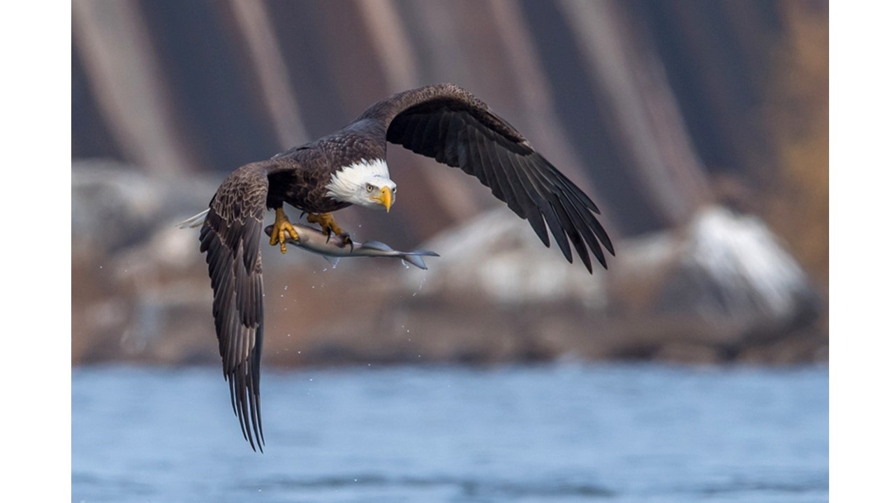 poem/peterson/satire