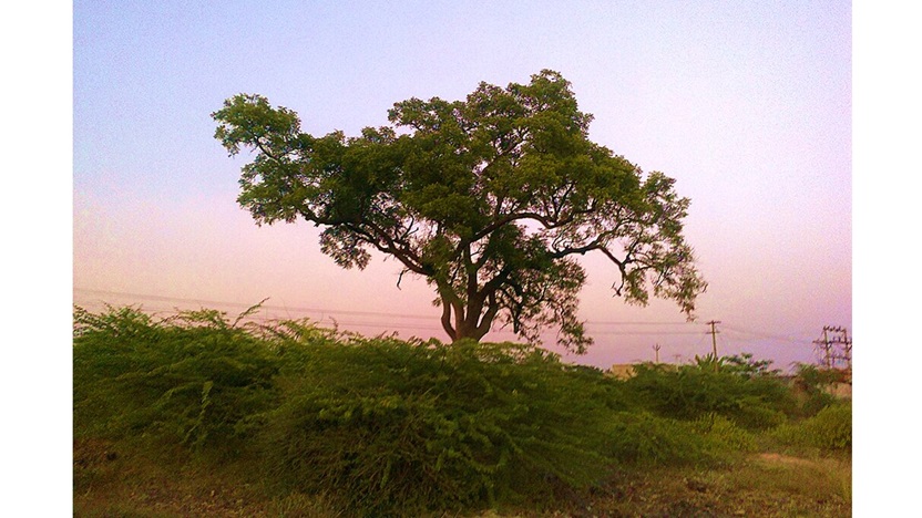 ‘To the Evening Breeze’ and Other Poetry by Shamik Banerjee