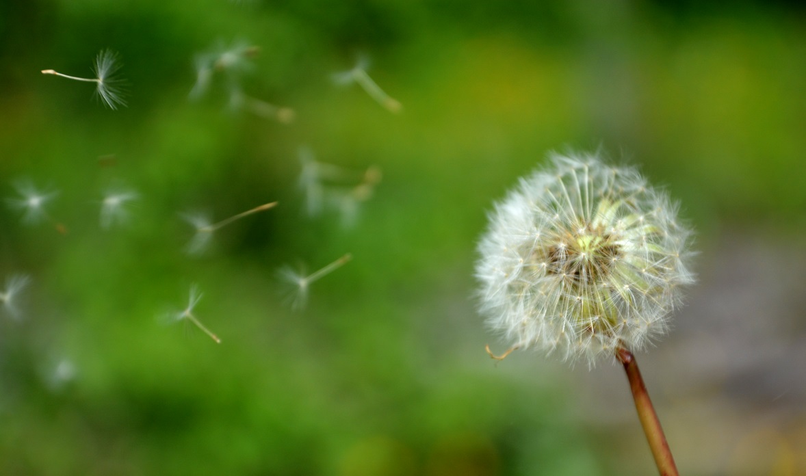 ‘Dandelion Dreams’: A Poem by Martin Rizley