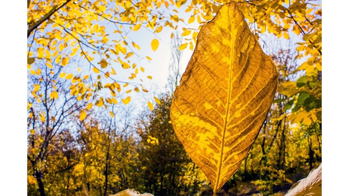 ‘The First Fallen Leaf’ and Other Poetry by Pamela Ruggiero