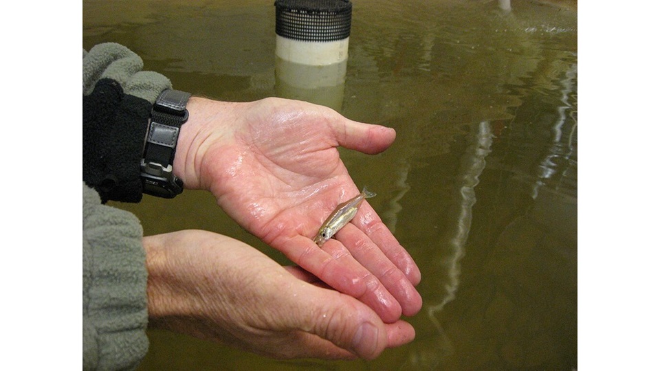 A Rondeau on the Fish Behind the California Water Shortage, by Susan Jarvis Bryant